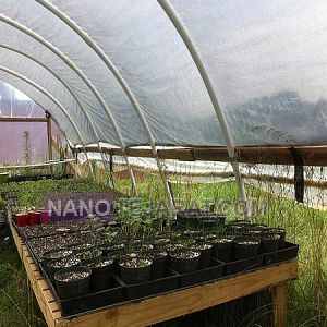 گلخانه گلخانه